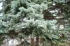 Picea pungens